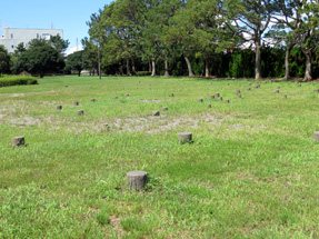 伊場遺跡・掘立柱建物群の跡