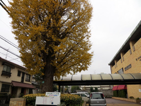 新暦調御用所(天文屋敷)跡・新宿区保護樹林