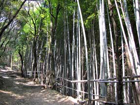天王山・登山道