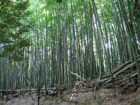 天王山・登山道