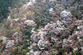 �_�ӎ����[�v�E�F�C