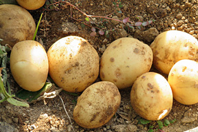 �W���K�C��