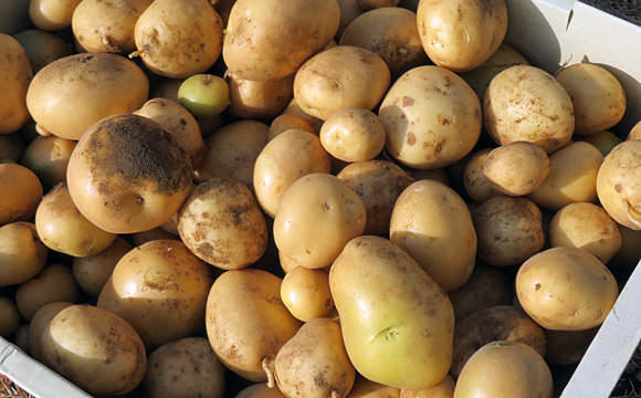 �W���K�C��